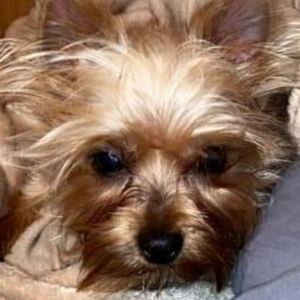 Meet your Posher, Payton